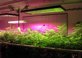 LED Used for Plant Growth Lights